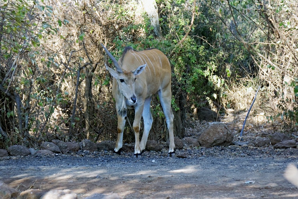 Kenia (117).jpg